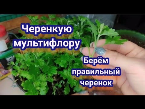 Видео: Хризантема мультифлора. Пора черенковать хризантему. Грунт, тара, черенки.