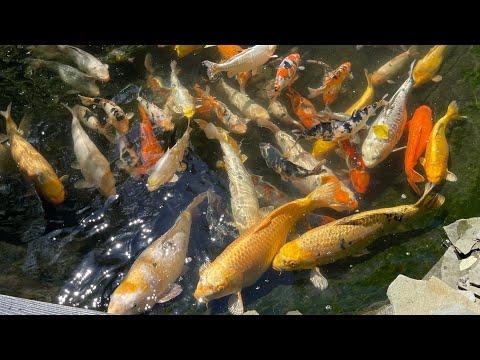 Видео: Кормление гигантских карпов Кои. Jumbo Koi fish feeding in my pond. Пруд в саду.