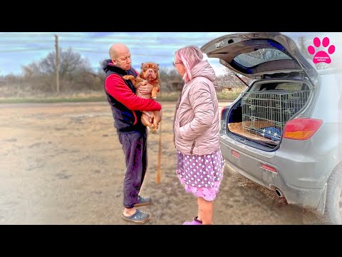 Видео: Мы вернули собаку. Первый раз ошиблись: отдали собаку не туда!