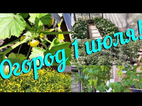 Видео: Огород 1 июля! Зольфику 6 лет! 🐶🎂🎉  Вершинка на томатах 🍅😱