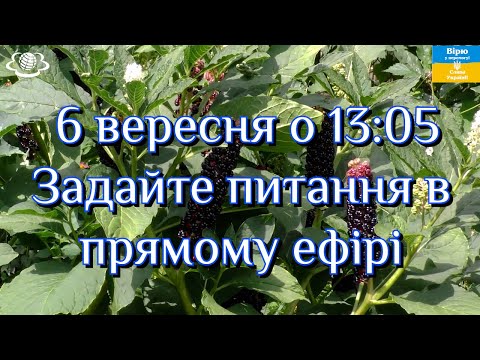 Видео: 6 вересня о 13:05 Поговоримо про "Які ягоди треба заготувати для вашого здоров'я"