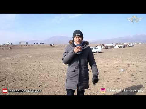 Видео: Бузкаши Улоки Каражингил 11 02 2023/Купкари Кукмар Самандар Кенжаев