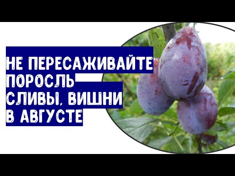 Видео: Ни в коем случае не пересаживайте поросли сливы, вишни, зизифуса в августе