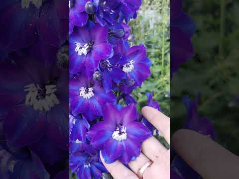 Видео: 25 октября 2025 г.