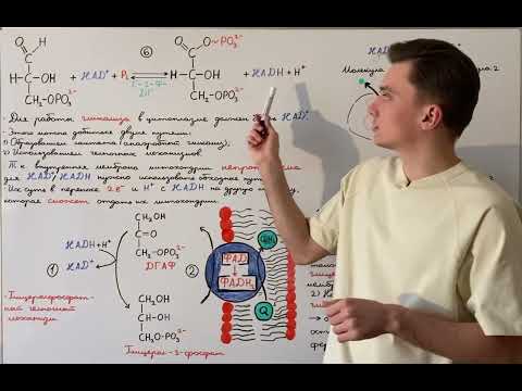 Видео: Общая схема работы челноков. Глицеролфосфатный челночный механизм