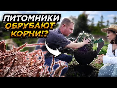 Видео: ЧТО ТВОРЯТ ПИТОМНИКИ растений РАДИ СИЛЬНЫХ (и компактных) корней