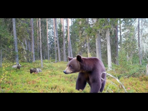 Видео: Толстые медвежата, лоси и ВЫДРА // Fat bear cubs, moose and an otter
