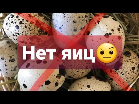 Видео: "Сибирский Фермер" Почему не несутся перепела?