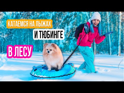 Видео: СОБАКА КАТАЕТСЯ НА ТЮБИНГЕ В ЛЕСУ | ШПИЦ УЧУЯЛ ДИКИХ ЗВЕРЕЙ - ПРОГУЛКА НА ЛЫЖАХ