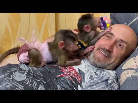 Видео: Вы БУДЕТЕ СМЕЯТЬСЯ все видео! Степашка и Маня заменили папе Люсю)))