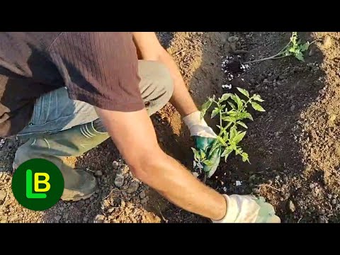 Видео: Никогда не сажайте помидоры без этого и вы удвоите урожай томатов