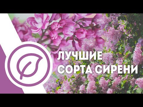 Видео: Лучшие сорта сирени в ботсаду МГУ. Саженцы сирени в Москве