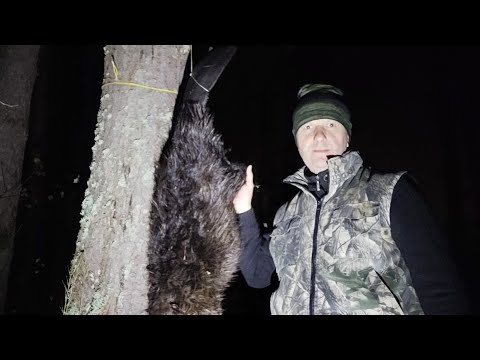 Видео: Охота на бобра. Попался наглый бобр!