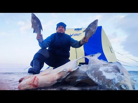 Видео: Ловля леща на Волге! Зимняя рыбалка на леща!
