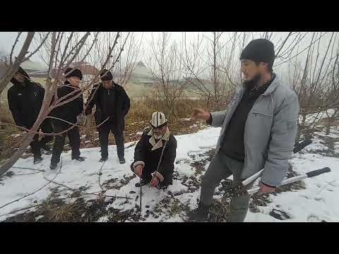 Видео: Гилас тарбиялоо