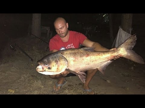 Видео: Риболов на Каракуда и Толстолоб езеро ,,Витска Елия,, България