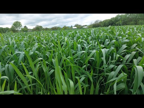 Видео: Обзор пшеницы сорт Гром 19.05.2025
