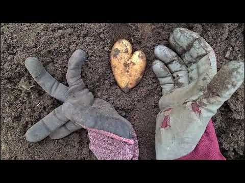 Видео: Люблю Я пышное природы увяданье ???