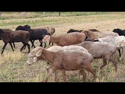 Видео: 47 баш койлор сатылат тел 0705242121