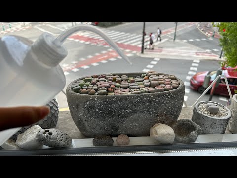 Видео: Литопсы/ Lithops. Как я поливаю литопсы ОСЕНЬЮ 🍁. 21.09.2023.