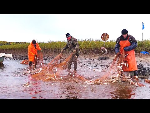 Видео: Добыча рыбы неводом 26 сентбря 2025