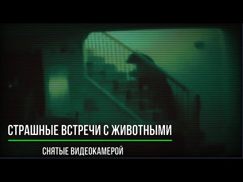 Видео: Страшные Встречи с Животными Снятые Видеокамерой_Страшные записи_Страшные истории на ночь