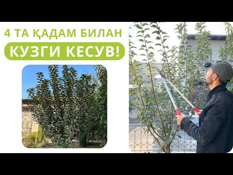 Видео: 4 ТА ҚАДАМ БИЛАН КУЗДА ДАРАХТ КЕСИШНИ ЎРГАНИБ ОЛИНГ!