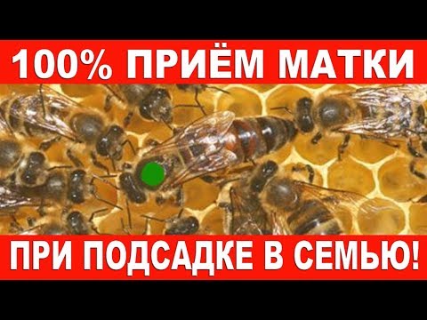 Видео: 100% приём матки при подсадке в семью!