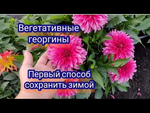 Видео: Вегетативные георгины. Черенкование для зимнего хранения.