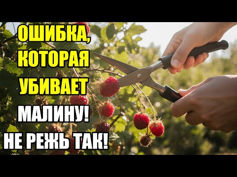 Видео: 2 СПОСОБА ОБРЕЗКИ РЕМОНТАНТНОЙ МАЛИНЫ — КАК НЕ ПОТЕРЯТЬ УРОЖАЙ!