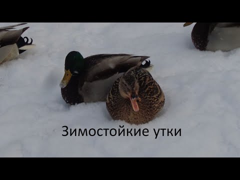 Видео: Зимостойкие утки