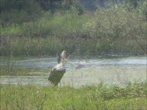 Видео: FROM PLEVEN DISTRICT / part 22/ Крушовица, община Долни Дъбник