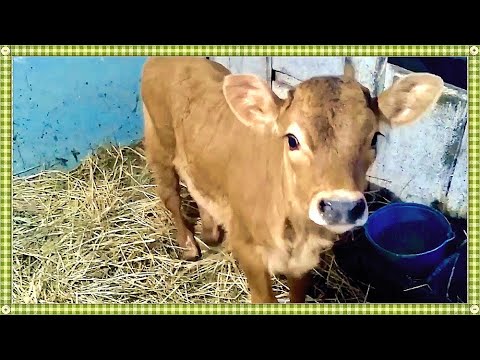 Видео: ВЫРАЩИВАНИЕ ТЕЛОЧКИ НА КОРОВУ  МОИ ПРИНЦИПЫ