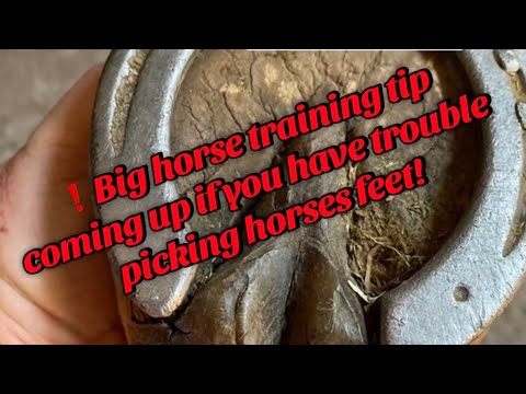 Видео: ❗️Если у вас возникли проблемы с чисткой копыт лошади, вот вам важный совет по дрессировке! #чист...