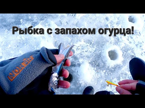 Видео: Корюшка на финском заливе в Сестрорецке.Корюшка на балансир#fishing #корюшка#финскийзалив