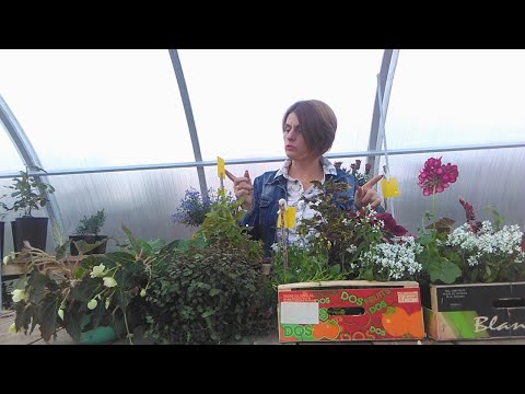 Видео: Черенкуем все подряд. Ноябрь