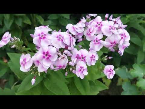 Видео: Вечерний обзорчик участка наших родителей 🏡❤️