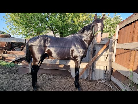 Видео: Баркас байге городе Степногорск