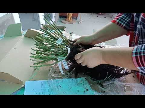 Видео: Розы из питомника розы вдохновение! Самый честный обзор! 😀😀😀