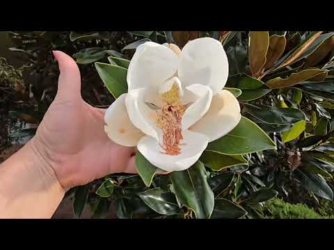 Видео: Я в шоке ! Нашла это на Ебае ! Чудеса нашего городка . Элла Австралия