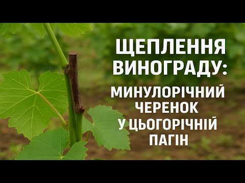 Видео: Мій найкращий спосіб щеплення винограду — ділюсь досвідом
