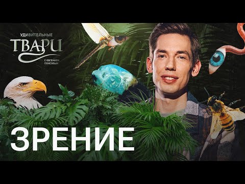Видео: Глаза наизнанку, ультрафиолетовый сканер, квантовый компьютер вместо зрачка: как животные видят мир