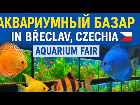 Видео: AKVA-BAZAR Břeclav АкваЯрмарка Бржецлав Чехия 🇨🇿 #аквариумистика #aquariumhobby #planetaquarium