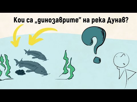 Видео: Кои са „динозаврите“ на река Дунав?