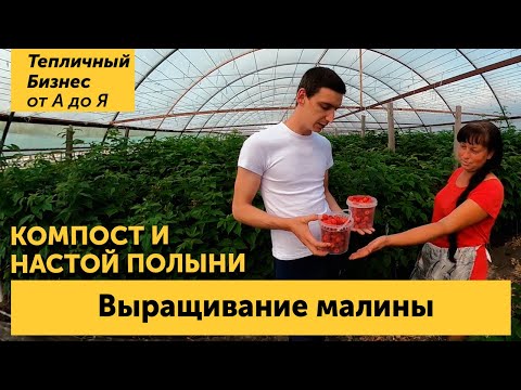 Видео: Малина тепличная. Сорта, подкормки компостом, настойка полыни и  другие секреты выращивания
