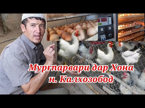 Видео: Мурғпарвари дар Колхозобод маълумот оиди чуҷабарори