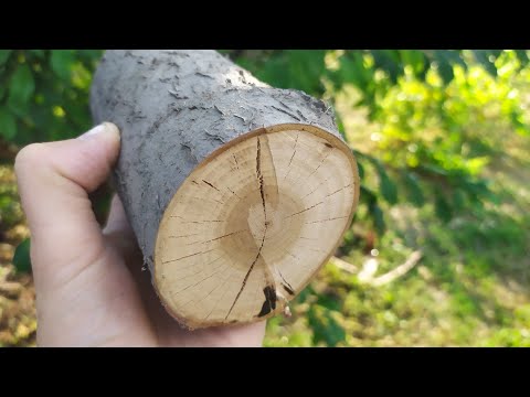 Видео: КРУТАЯ ШТУКА из дикой вишни!!!! Жена в ВОСТОРГЕ!!! DIY