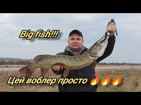 Видео: КАНАТА BEARKING ПРИНОСИТЬ BIG FISH!!! РИБАЛКА НА ВОБЛЕРИ!!!