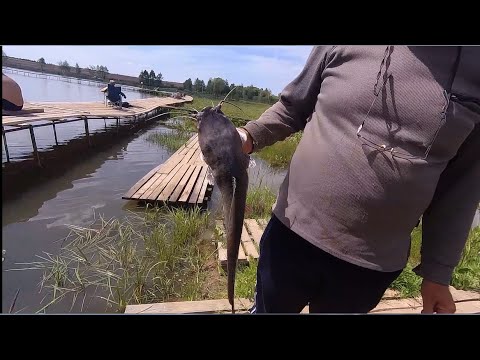 Видео: СНАСТЬ ДЛЯ ЛОВЛИ АФРИКАНСКОГО СОМА (ДОННАЯ) 🎣ДЕЛАЕТСЯ БЫСТРО И ЛЕГКО!☝️