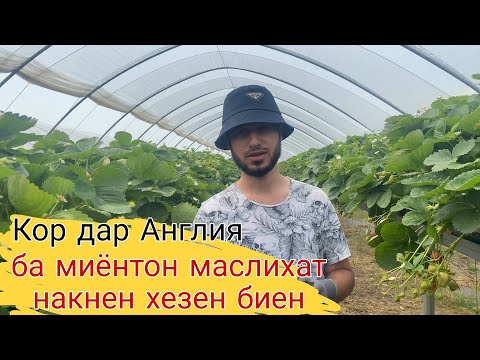 Видео: Кор Англия 2 ( Савол дорен? )